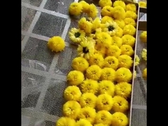 2300*1200*2000mm 2 랙 열기 오븐 건조기 과일 차잎 건조기